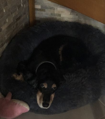 Customer photo review of Lit Apaisant Comfy® |  Pour Chien et Chat