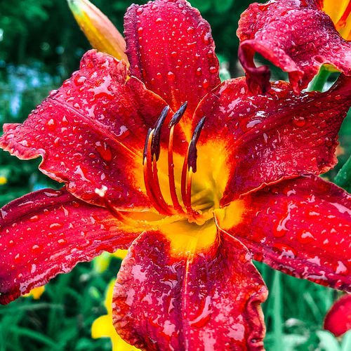 Customer photo review of MASTER COLLECTION MOBILE (12 PACKS)