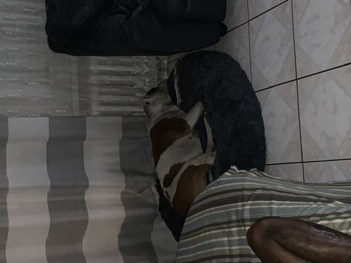 Customer photo review of Lit Apaisant Comfy® |  Pour Chien et Chat