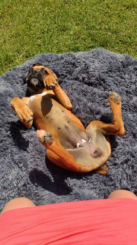 Customer photo review of Lit Apaisant Comfy® |  Pour Chien et Chat