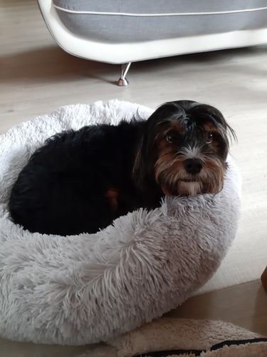 Customer photo review of Lit Apaisant Comfy® |  Pour Chien et Chat