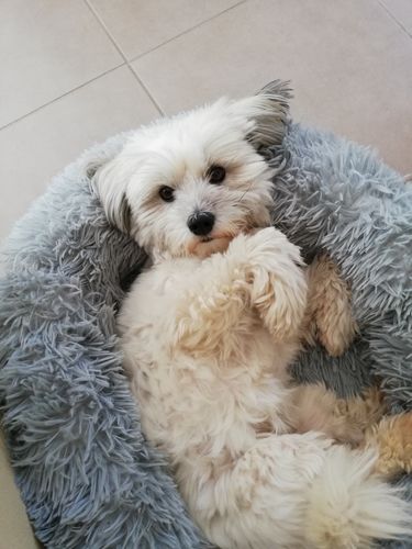 Customer photo review of Lit Apaisant Comfy® |  Pour Chien et Chat