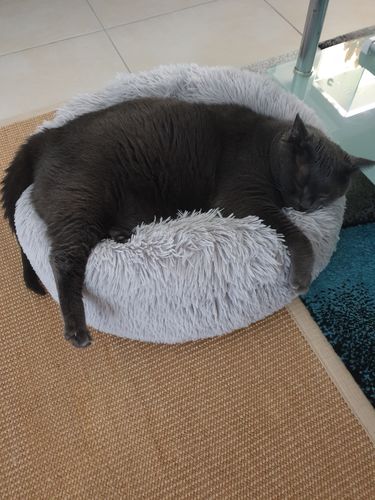 Customer photo review of Lit Apaisant Comfy® |  Pour Chien et Chat