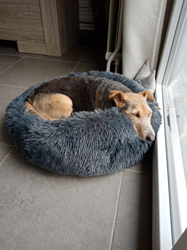 Customer photo review of Lit Apaisant Comfy® |  Pour Chien et Chat