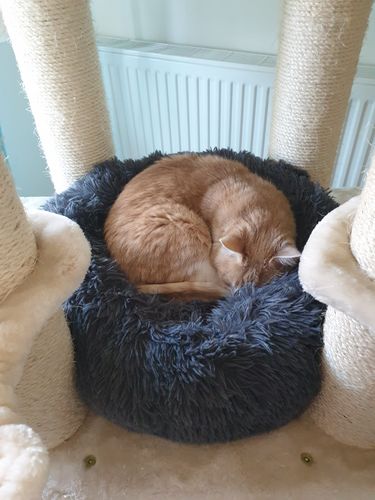 Customer photo review of Lit Apaisant Comfy® |  Pour Chien et Chat