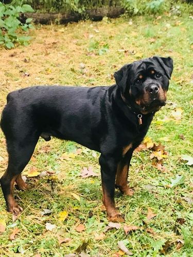 Customer photo review of Aunt Lyn's Flea Tick & Bug Be Gone