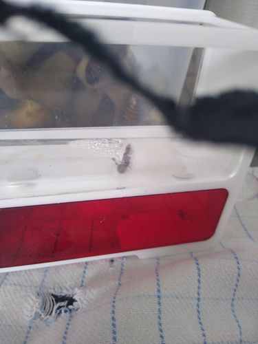 Customer photo review of AntKit AntHome Test Tube Formicarium