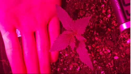 Customer photo review of Sayhon 2000W 2.4G Remote Control Samsung Chips LED Grow Light Full Spectrum Plant Lighting for Greenhouse Indoor Plant Veg and Flower