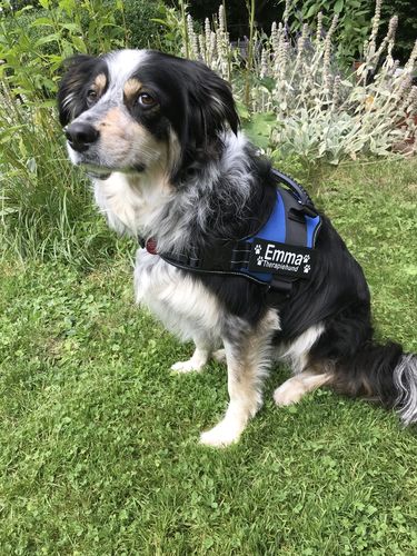 Customer photo review of Pfotenlove - Anti-Zug Personalisiertes Hundegeschirr – Premium Edition
