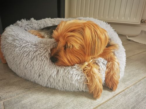 Customer photo review of Lit Apaisant Comfy® |  Pour Chien et Chat