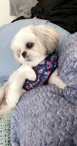 Customer photo review of Rifle paper co dog harness - Rosa in navy