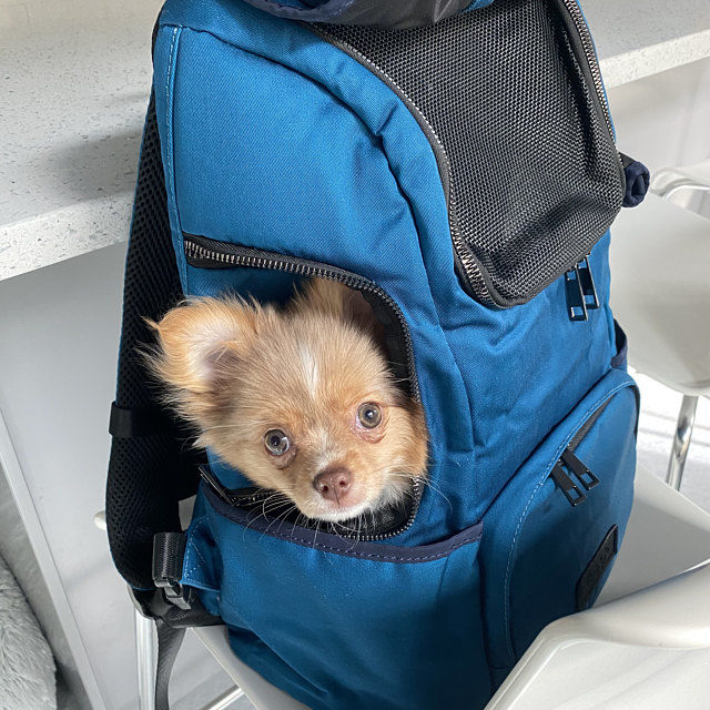 Customer photo review of BIEWER BACK PACK CARRIER IN TEAL BLUE