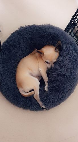 Customer photo review of Lit Apaisant Comfy® |  Pour Chien et Chat