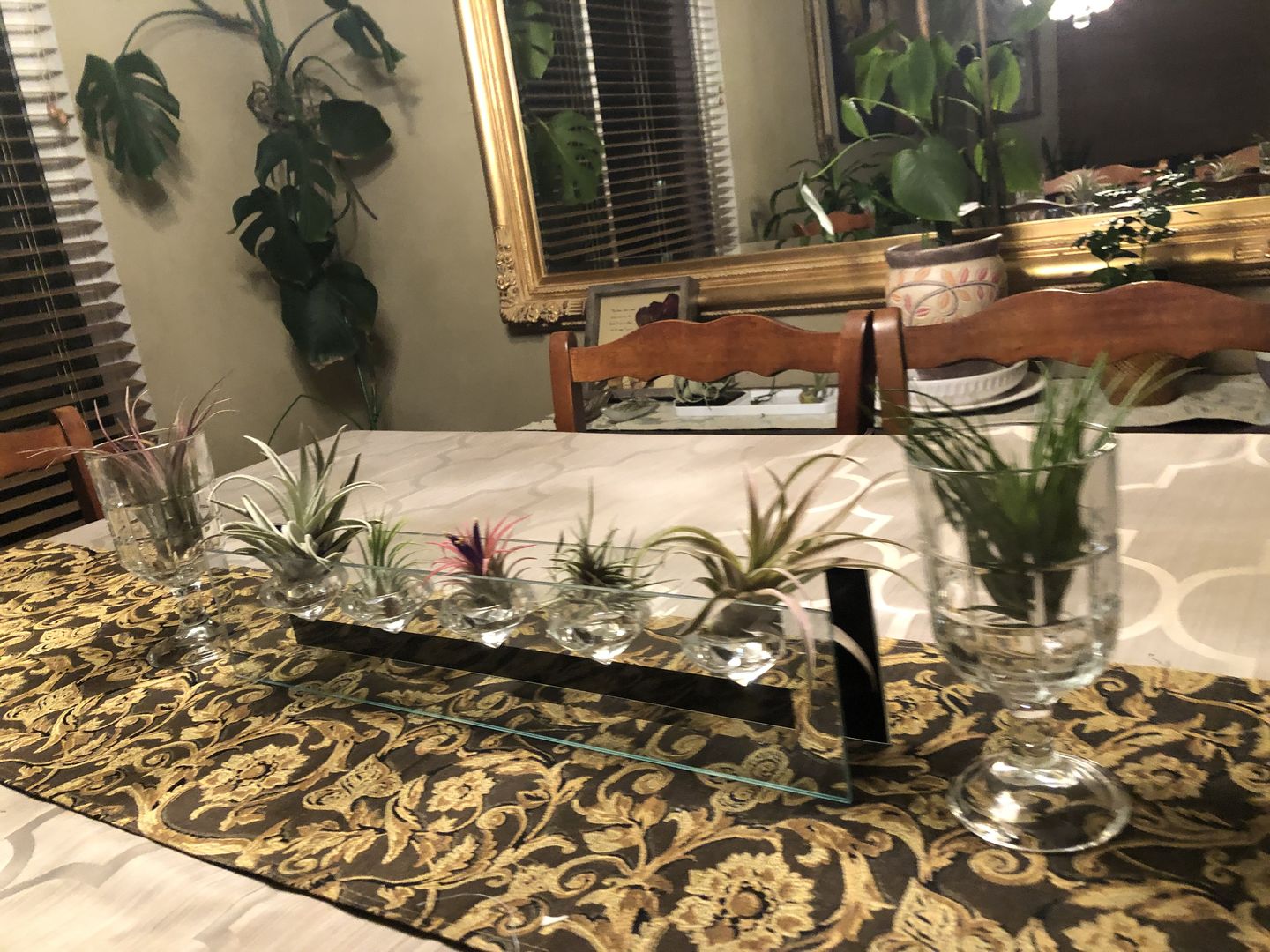 Customer photo review of *6 Pack* Premium Air Plants Mix  *Cannot Be Shipped Internationally*