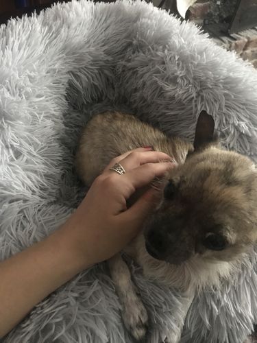 Customer photo review of Lit Apaisant Comfy® |  Pour Chien et Chat