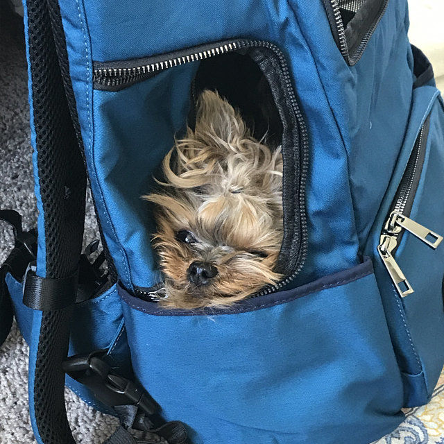 Customer photo review of BIEWER BACK PACK CARRIER IN TEAL BLUE