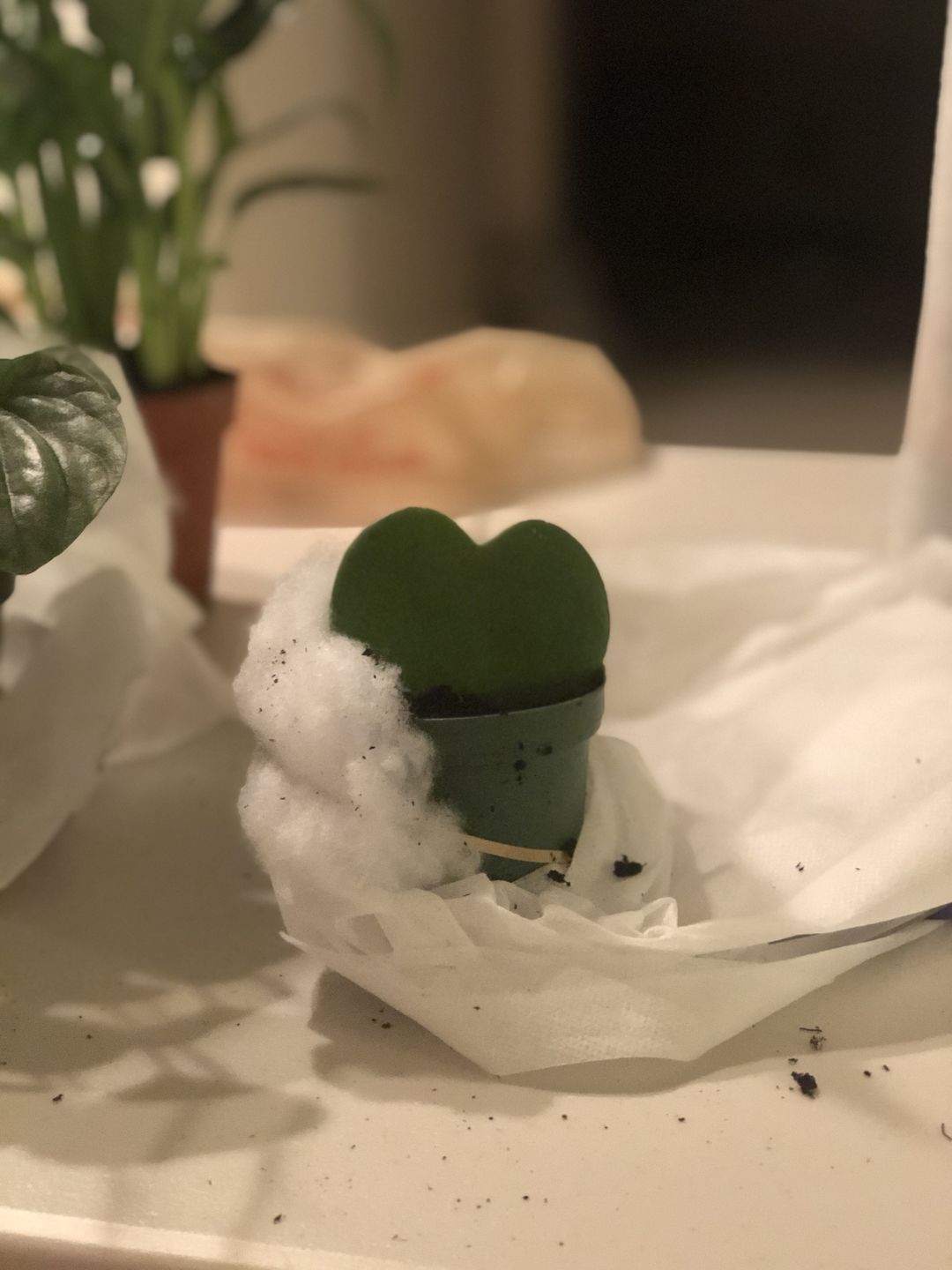 Customer photo review of 3" Hoya Kerri