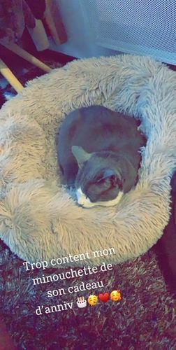 Customer photo review of Lit Apaisant Comfy® |  Pour Chien et Chat