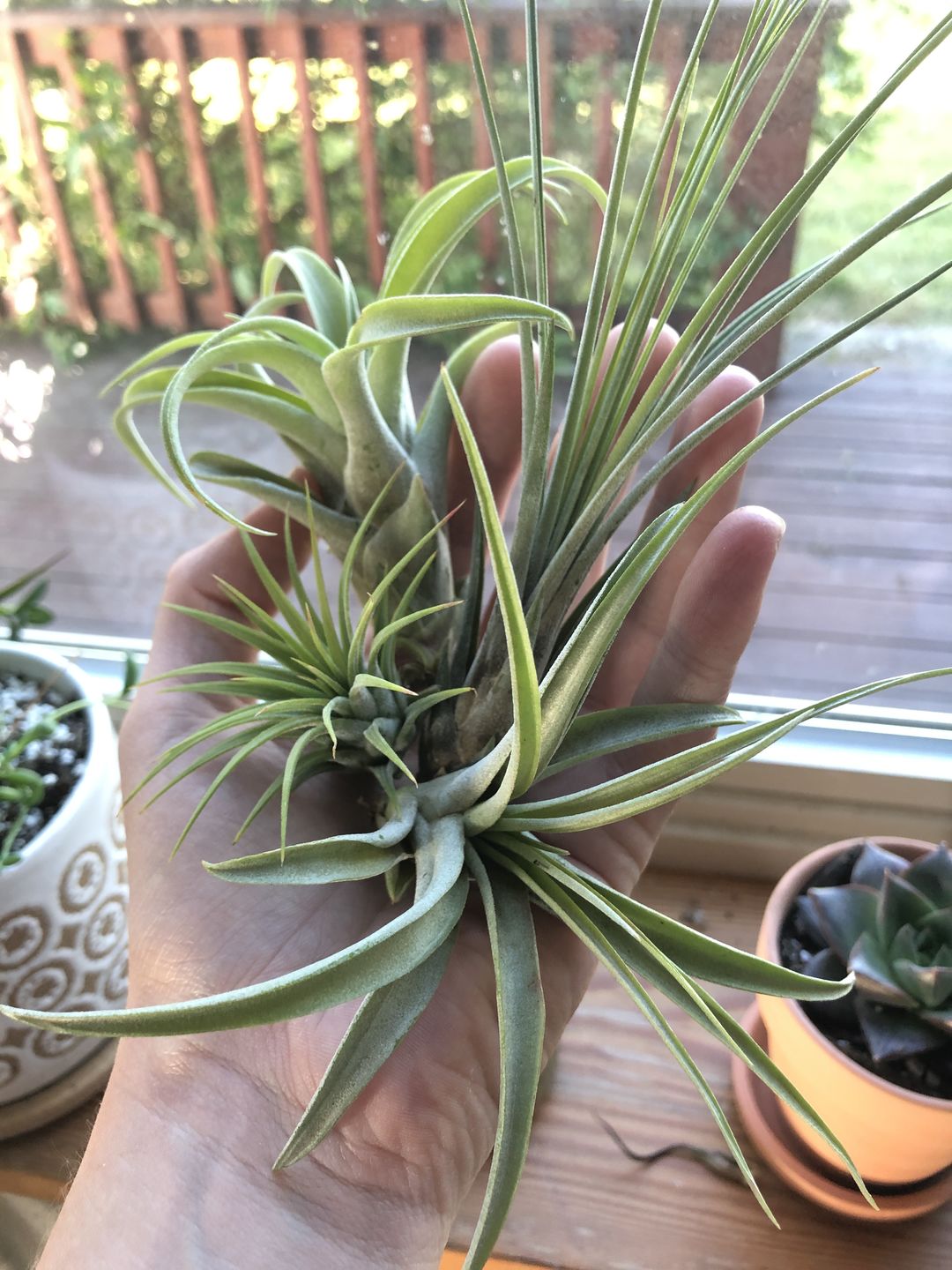 Customer photo review of 3 Air Plants & Fertilizer  Great Starter Mix