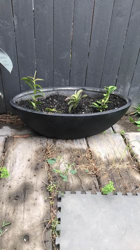 Customer photo review of Day Lilies