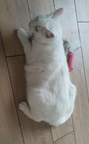 Customer photo review of Toilettage Pro Bebeskin™