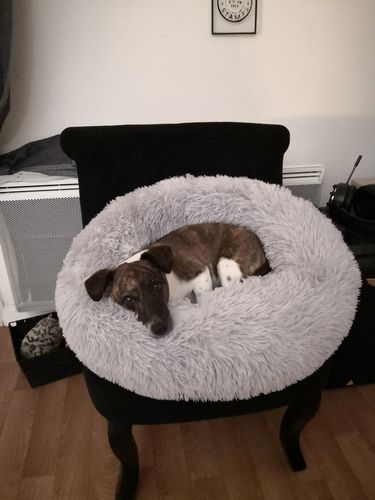 Customer photo review of Lit Apaisant Comfy® |  Pour Chien et Chat