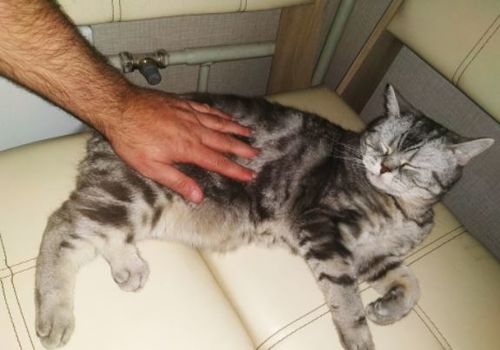 Customer photo review of Toilettage Pro Bebeskin™