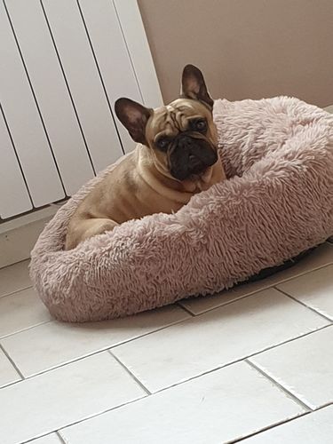 Customer photo review of Lit Apaisant Comfy® |  Pour Chien et Chat