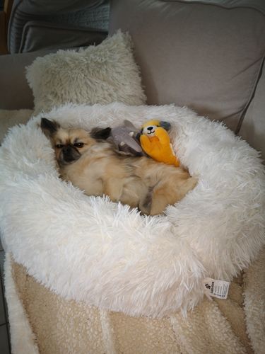 Customer photo review of Lit Apaisant Comfy® |  Pour Chien et Chat
