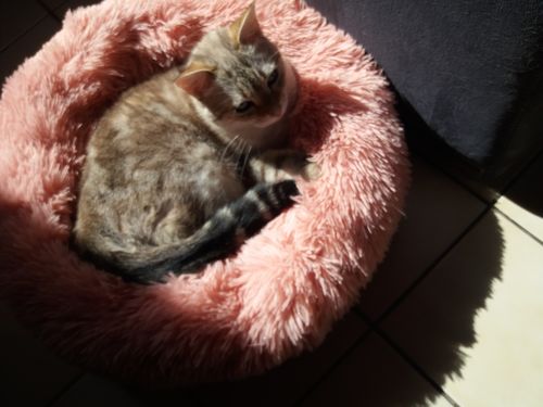Customer photo review of Lit Apaisant Comfy® |  Pour Chien et Chat