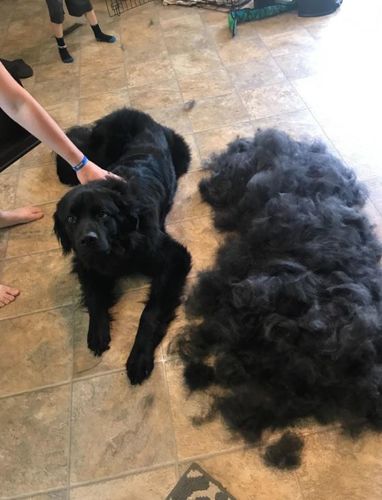 Customer photo review of Toilettage Pro Bebeskin™