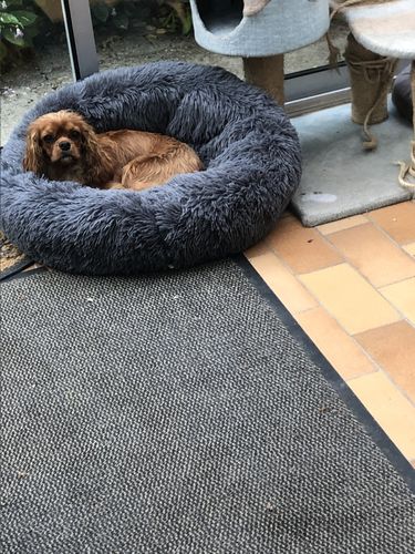 Customer photo review of Lit Apaisant Comfy® |  Pour Chien et Chat