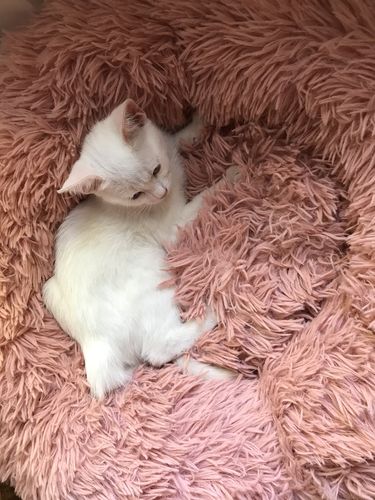 Customer photo review of Lit Apaisant Comfy® |  Pour Chien et Chat