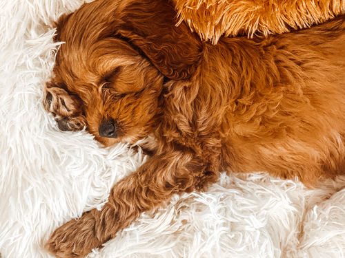 Customer photo review of GOLDEN DOODLE LIGHTROOM PRESETS