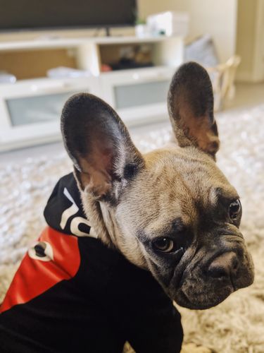 cdg dog hoodie