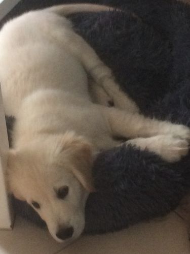 Customer photo review of Lit Apaisant Comfy® |  Pour Chien et Chat