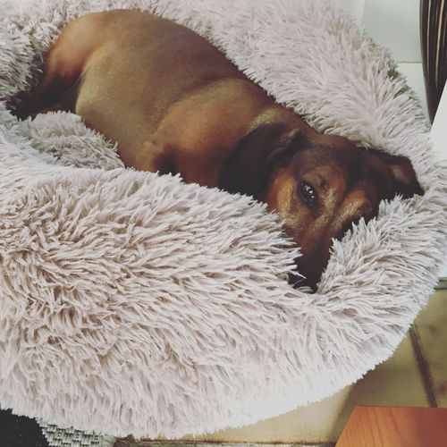 Customer photo review of Lit Apaisant Comfy® |  Pour Chien et Chat