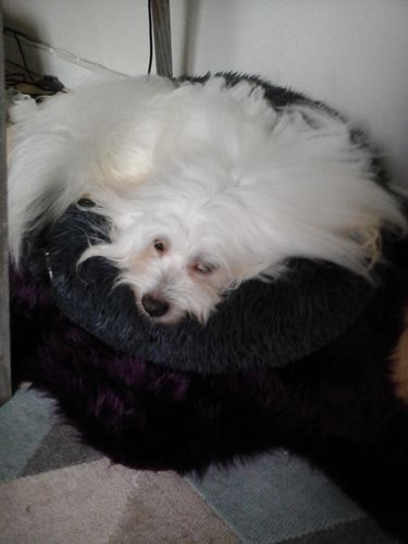 Customer photo review of Lit Apaisant Comfy® |  Pour Chien et Chat
