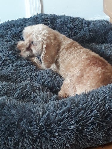 Customer photo review of Lit Apaisant Comfy® |  Pour Chien et Chat