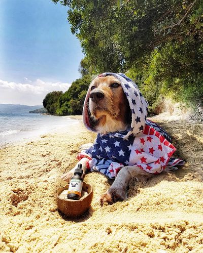 Customer photo review of Bailey's Full Spectrum Hemp Oil For Dogs w/ 300MG Naturally Occurring CBD