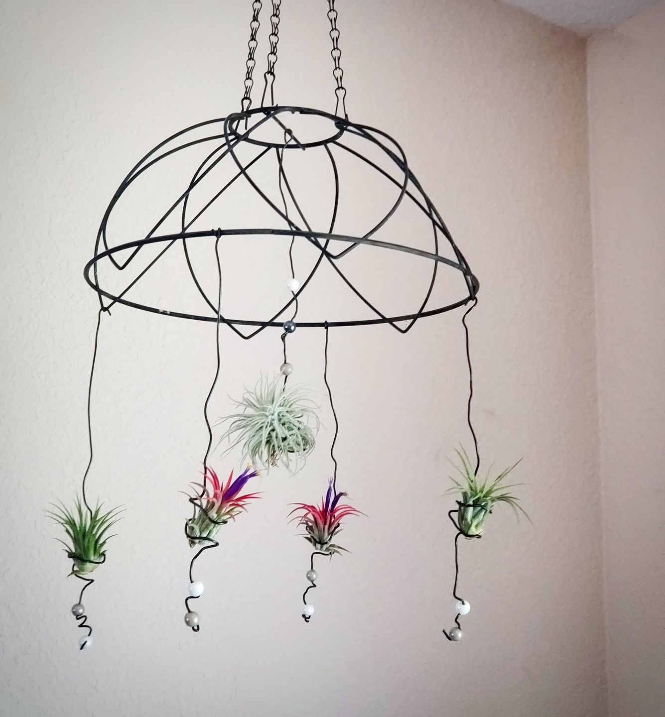 Customer photo review of Tectorum Ecuador  (AKA Snowball)