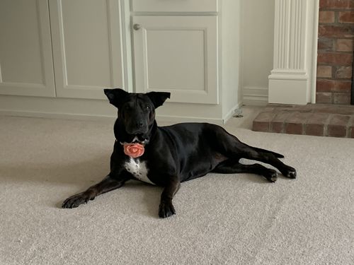 Customer photo review of Rifle paper co dog Flower collar leash set - Juliet in Black