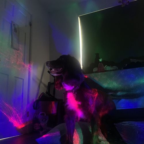 Customer photo review of Apple iPhone XS Max 64GB Gold Unlocked Refurbished Excellent