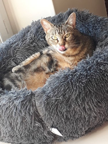 Customer photo review of Lit Apaisant Comfy® |  Pour Chien et Chat