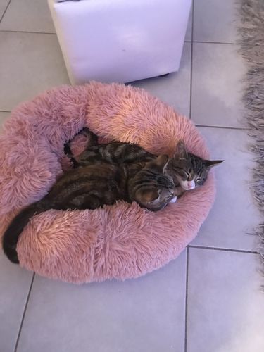 Customer photo review of Lit Apaisant Comfy® |  Pour Chien et Chat
