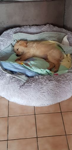 Customer photo review of Lit Apaisant Comfy® |  Pour Chien et Chat