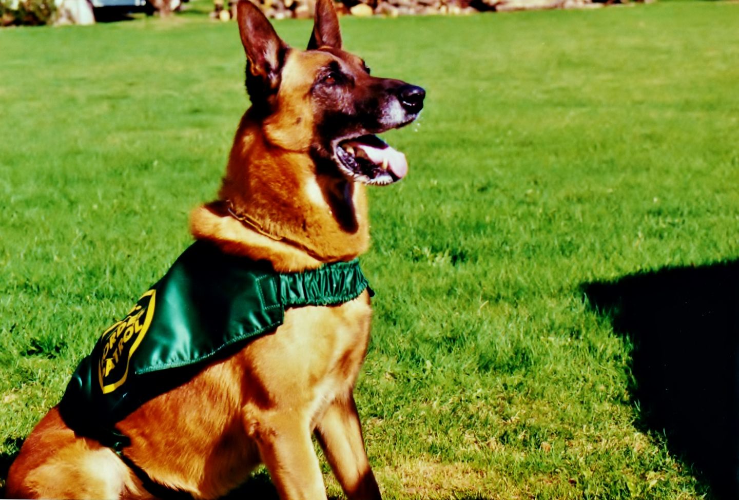 Customer photo review of K-9 Veteran Pin