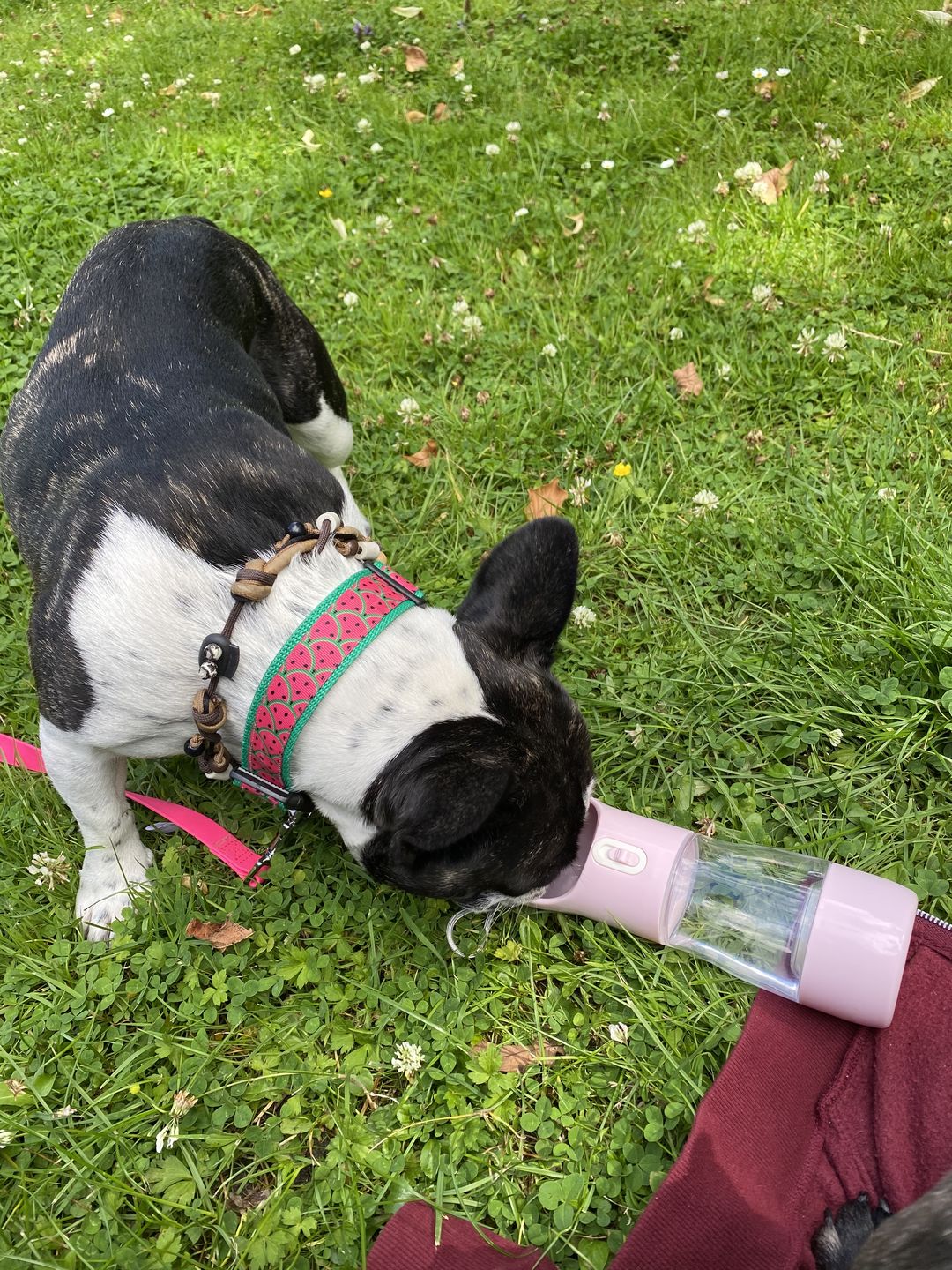 Customer photo review of Hunde Trinkflasche inkl. Futterbehälter