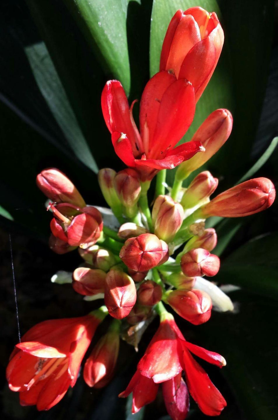 Customer photo review of Clivias