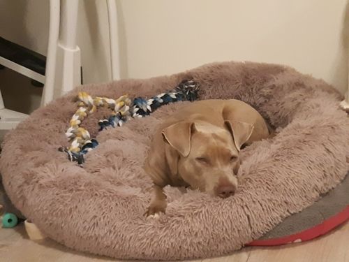 Customer photo review of Dog Bed - Super Soft Calming Bed™